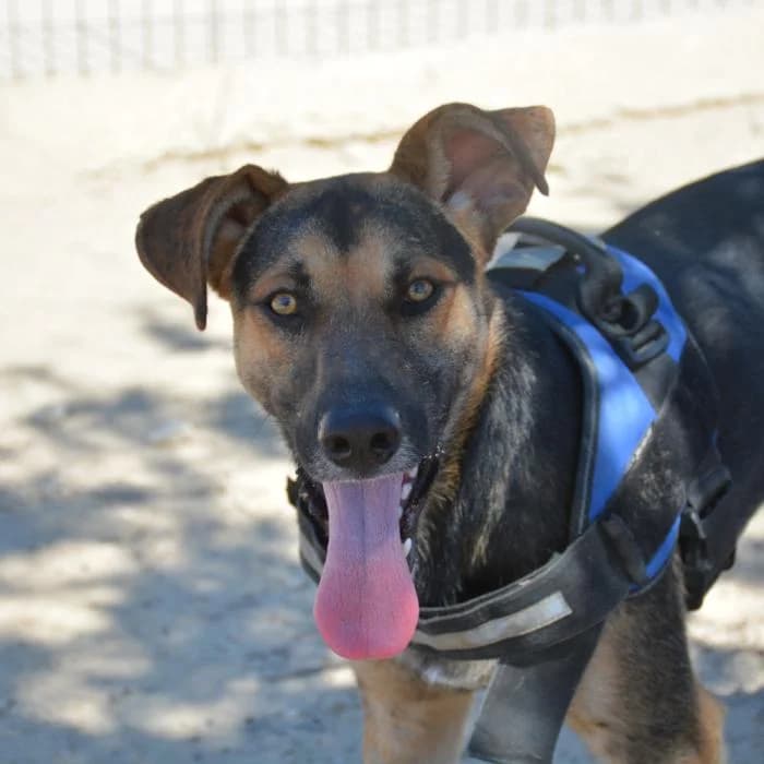 Cocot, male puppy Mixed Breed for adoption at Keywords