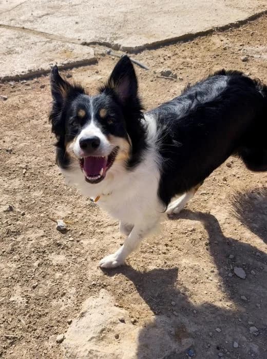 Hela, female puppy Border Collie for adoption at Keywords