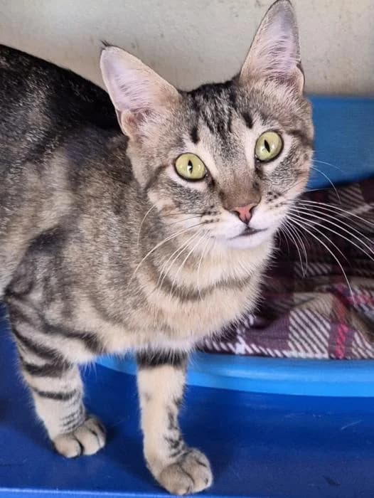 Rosita, European Shorthair (Keywords)