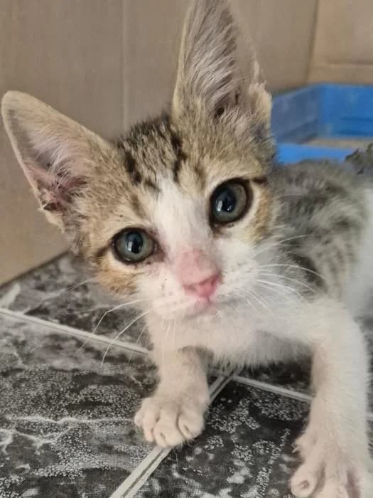 Panettone, male puppy European Shorthair for adoption at Keywords