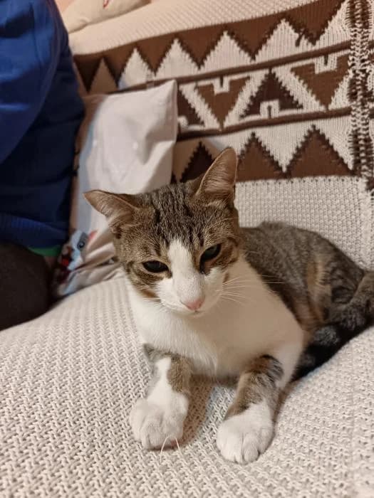 Bonny, female puppy European Shorthair for adoption at Keywords