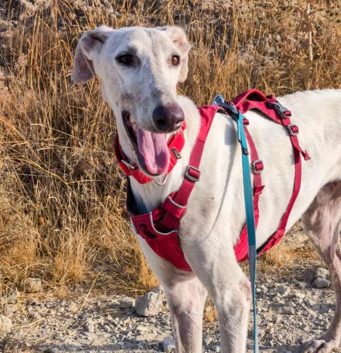 Kiko, male puppy Galgo Español for adoption at Keywords