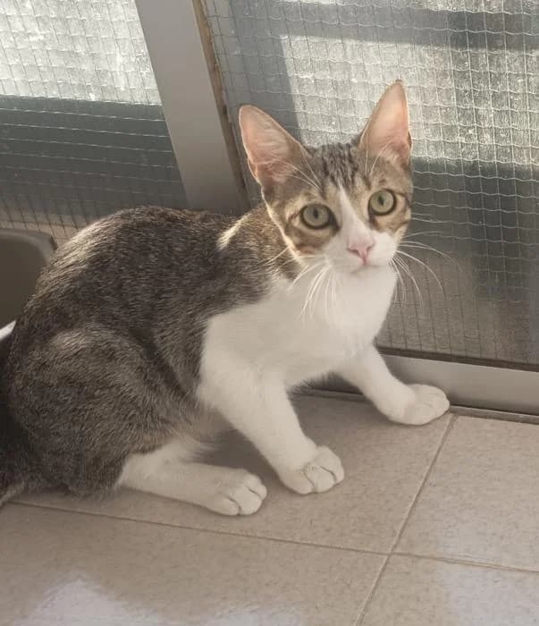Bimber, male puppy European Shorthair for adoption at Keywords