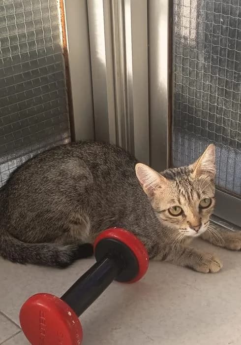 Babel, female puppy European Shorthair for adoption at Keywords