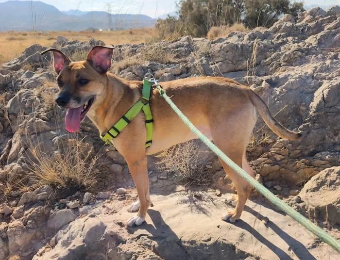 Buda, male puppy Mixed Breed for adoption at Keywords