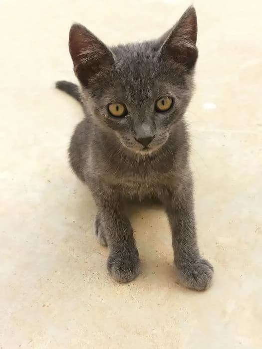 Leal, male puppy Russian Blue for adoption at Keywords