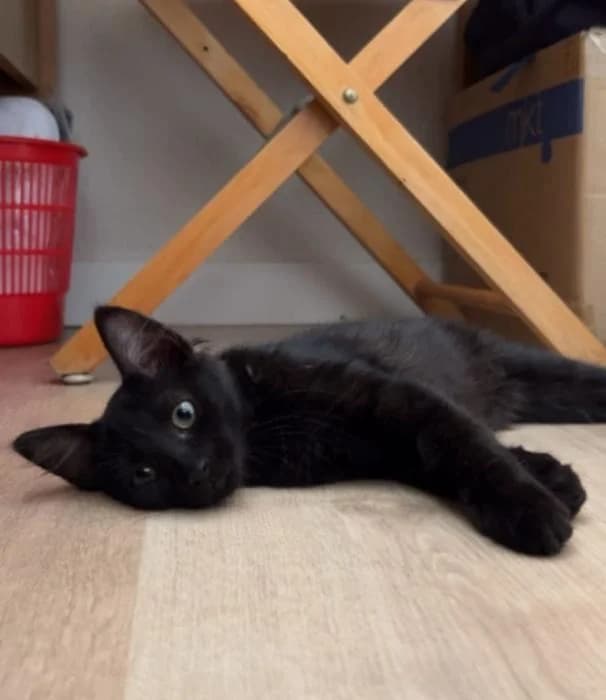 Salem, male puppy European Shorthair for adoption at Keywords