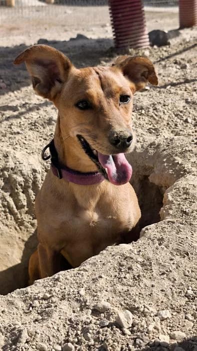 Shira, female puppy Mixed Breed for adoption at Keywords