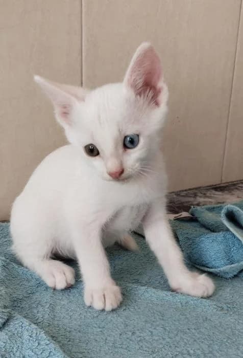 Dino, male puppy European Shorthair for adoption at Keywords