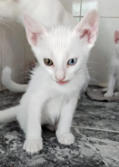 Dumbo, male puppy European Shorthair for adoption at Keywords