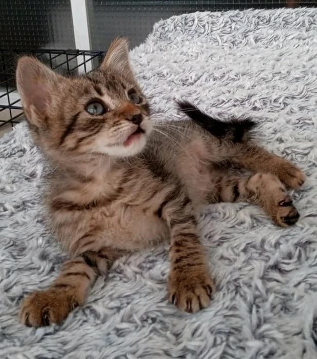 Lily, female puppy European Shorthair for adoption at Keywords