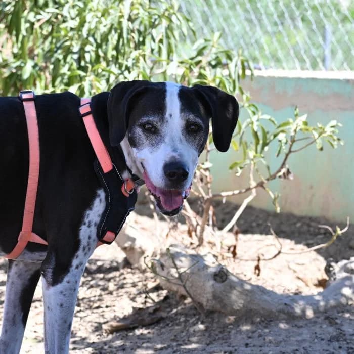 Tiki, female Mixed Breed for adoption at Keywords