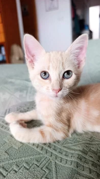 Dori, female European Shorthair for adoption at Keywords