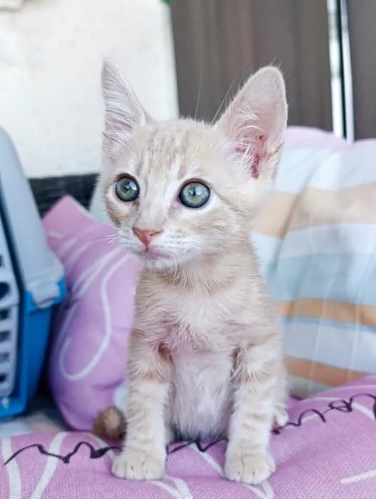 Dallas, male European Shorthair for adoption at Keywords