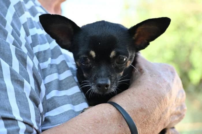 Shakira, female puppy Chihuahua for adoption at Keywords