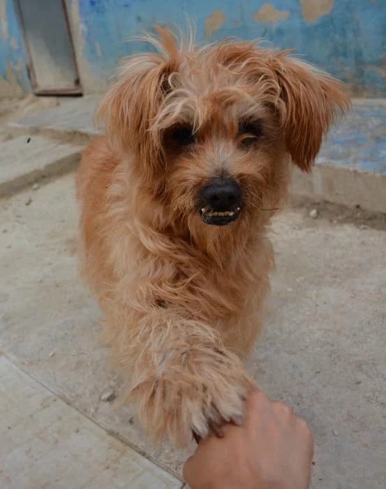 Messi, male puppy Mixed Breed for adoption at Keywords