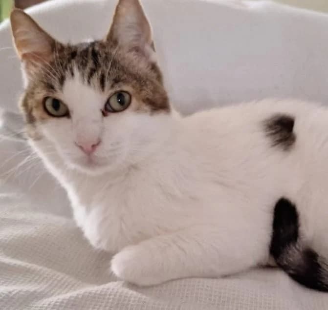 Thor, male puppy European Shorthair for adoption at Keywords