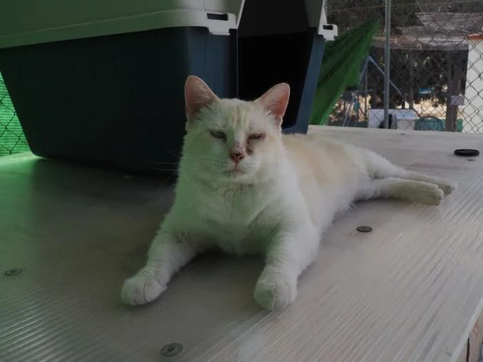 Neptuno, male puppy European Shorthair for adoption at Keywords