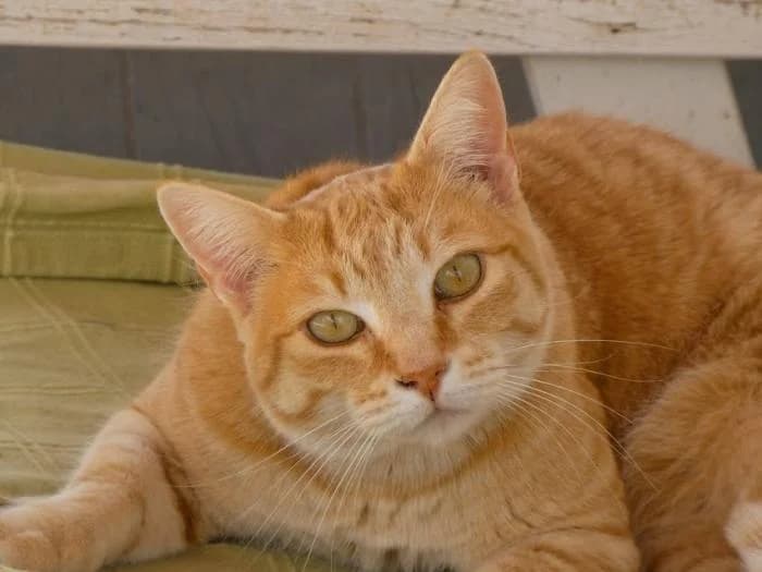 Kiko, male puppy European Shorthair for adoption at Keywords