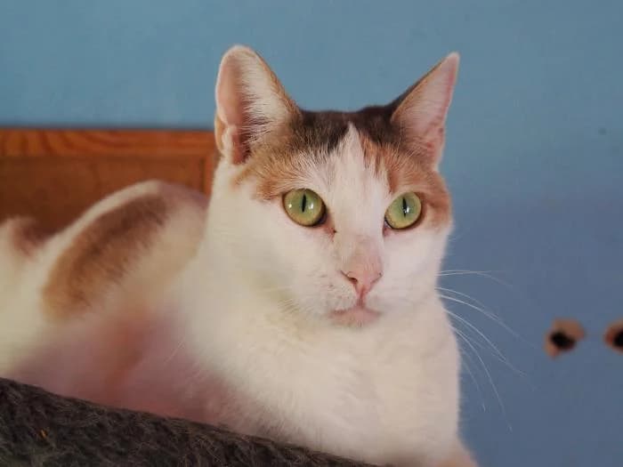 Dina, female puppy European Shorthair for adoption at Keywords