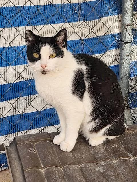 Quica, female puppy European Shorthair for adoption at Keywords