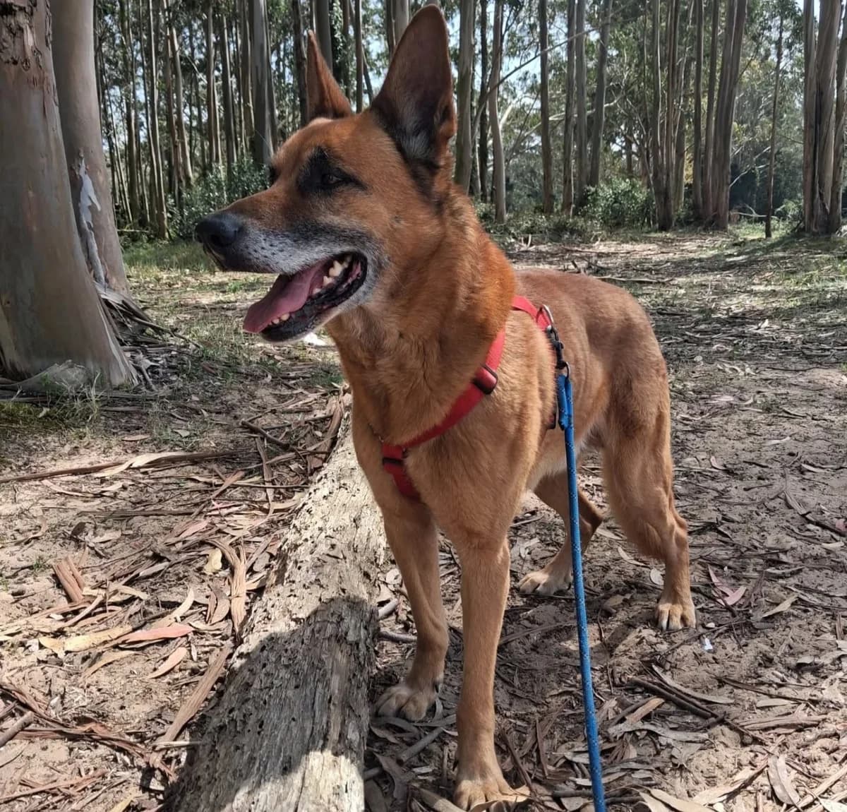 ROY, Mixed Breed (ASPACAN)