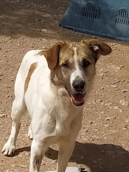 Faruk, male senior Mixed Breed for adoption at ASPA Más que Perros