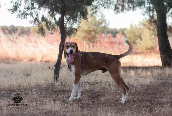 Morty, male senior Mixed Breed for adoption at ASPA Más que Perros