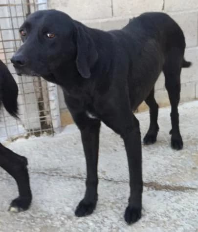 Sirius, male senior Labrador Retriever for adoption at ASPA Más que Perros