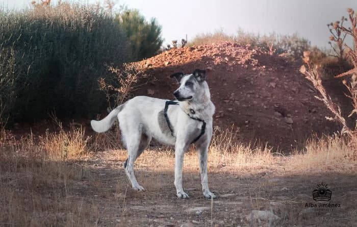 Mami, female senior Spanish Mastiff for adoption at ASPA Más que Perros