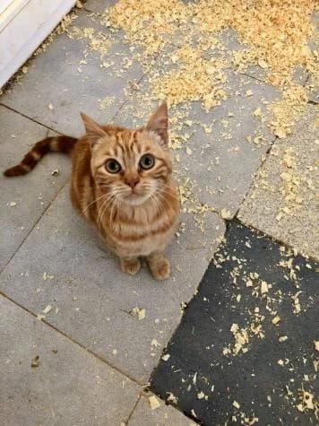 Betty, female Mixed Breed for adoption at ASPA Más que Perros