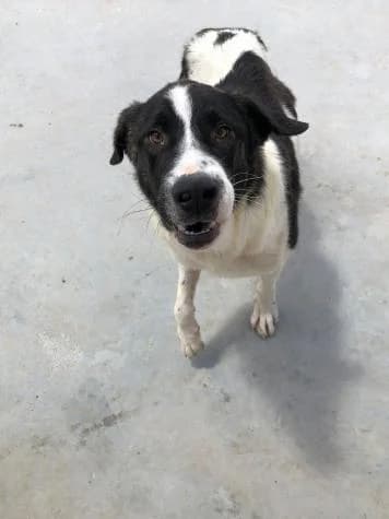 Logan, male senior Spanish Mastiff for adoption at ASPA Más que Perros