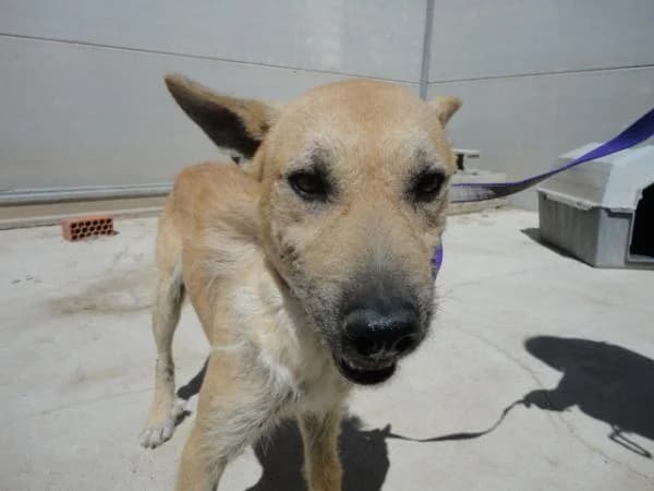 Whisky, male senior Mixed Breed for adoption at ASPA Más que Perros