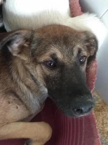 Lara, female senior Mixed Breed for adoption at ASPA Más que Perros