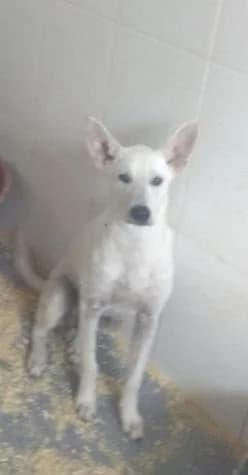 NEO, male senior Mixed Breed for adoption at ASPA Más que Perros