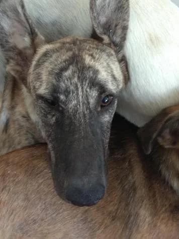 Dumbo, male senior Mixed Breed for adoption at ASPA Más que Perros