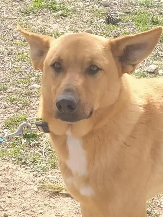 Alfa, male 7yo Mixed Breed for adoption at ASPA Más que Perros