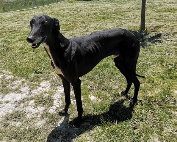 REM, male Mixed Breed for adoption at ASPAP Salmantina