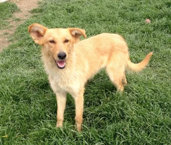 PIZCA, female Mixed Breed for adoption at ASPAP Salmantina