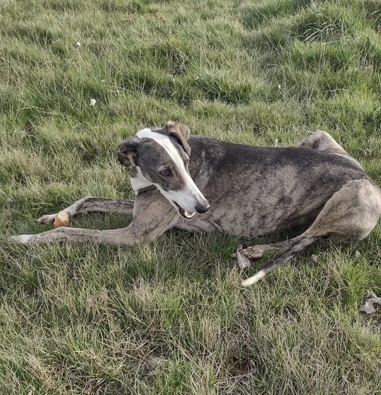 ZEPPO, male Mixed Breed for adoption at ASPAP Salmantina