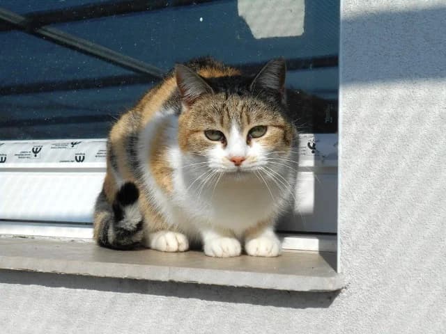 ESCARLATA, female Mixed Breed for adoption at ASPAP Salmantina