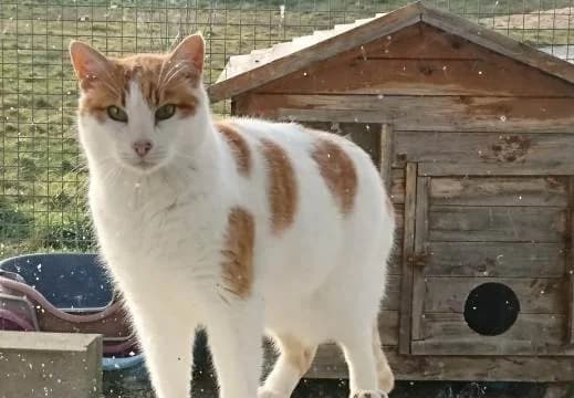 TRUENO, male Mixed Breed for adoption at ASPAP Salmantina