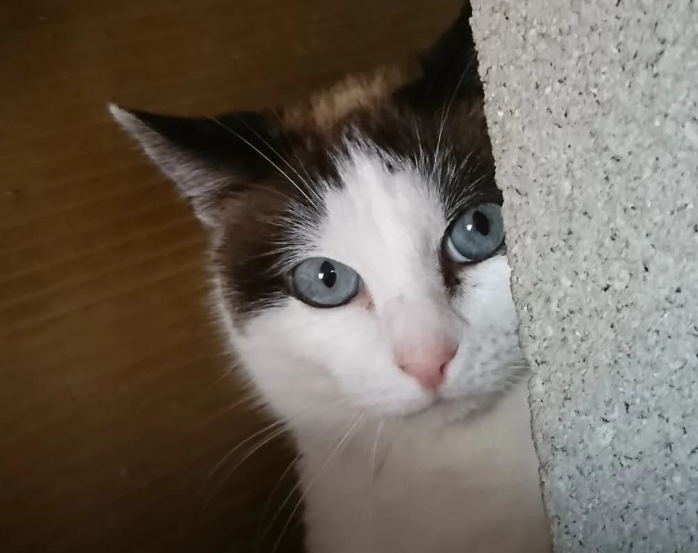 WILMA, female Mixed Breed for adoption at ASPAP Salmantina