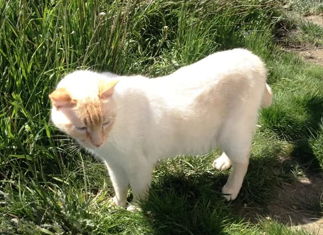 COPO, female Mixed Breed for adoption at ASPAP Salmantina