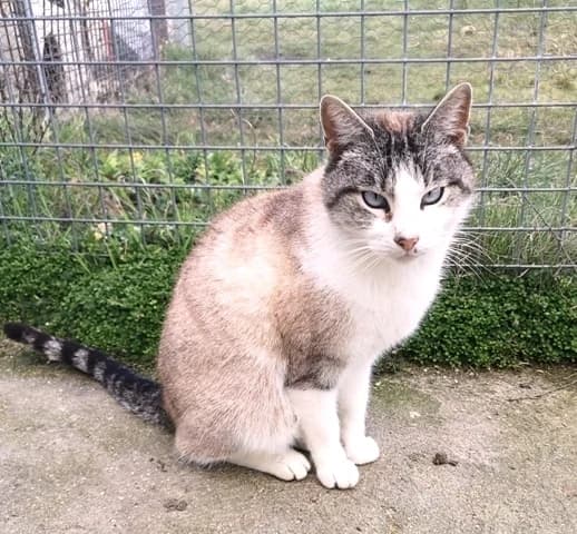 FUNFÚN, male Mixed Breed for adoption at ASPAP Salmantina