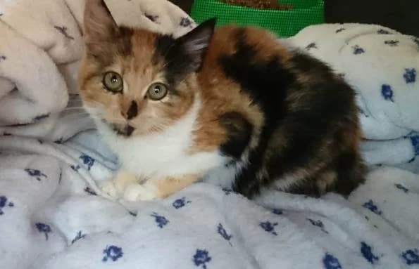 IRIS, female Mixed Breed for adoption at ASPAP Salmantina