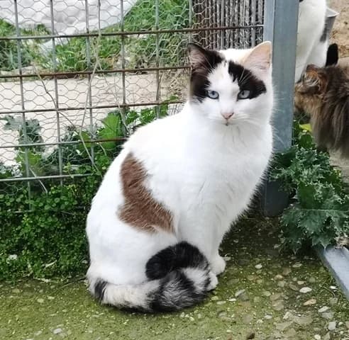 NANCY, female Mixed Breed for adoption at ASPAP Salmantina