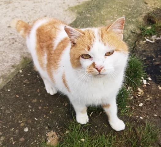 LIMÓN, male Mixed Breed for adoption at ASPAP Salmantina