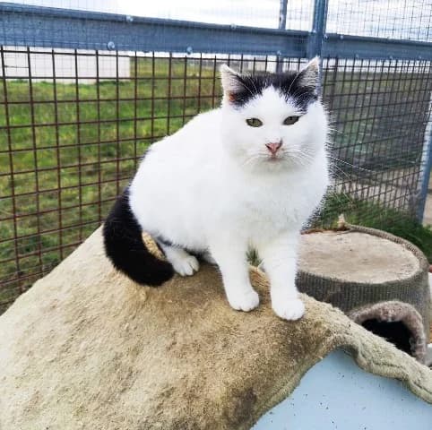 FANY, female Mixed Breed for adoption at ASPAP Salmantina