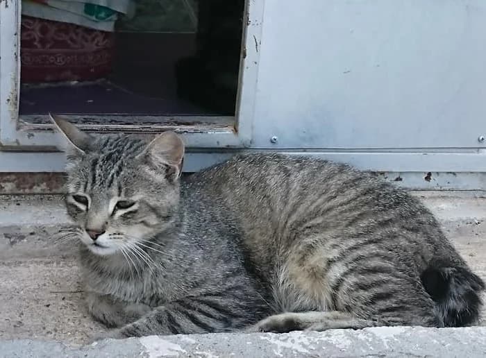 TRISTÁN, male Mixed Breed for adoption at ASPAP Salmantina
